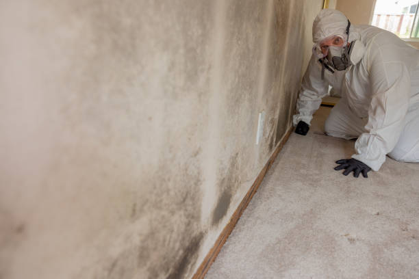 Best Commercial Mold Inspection  in Dollar Bay, MI